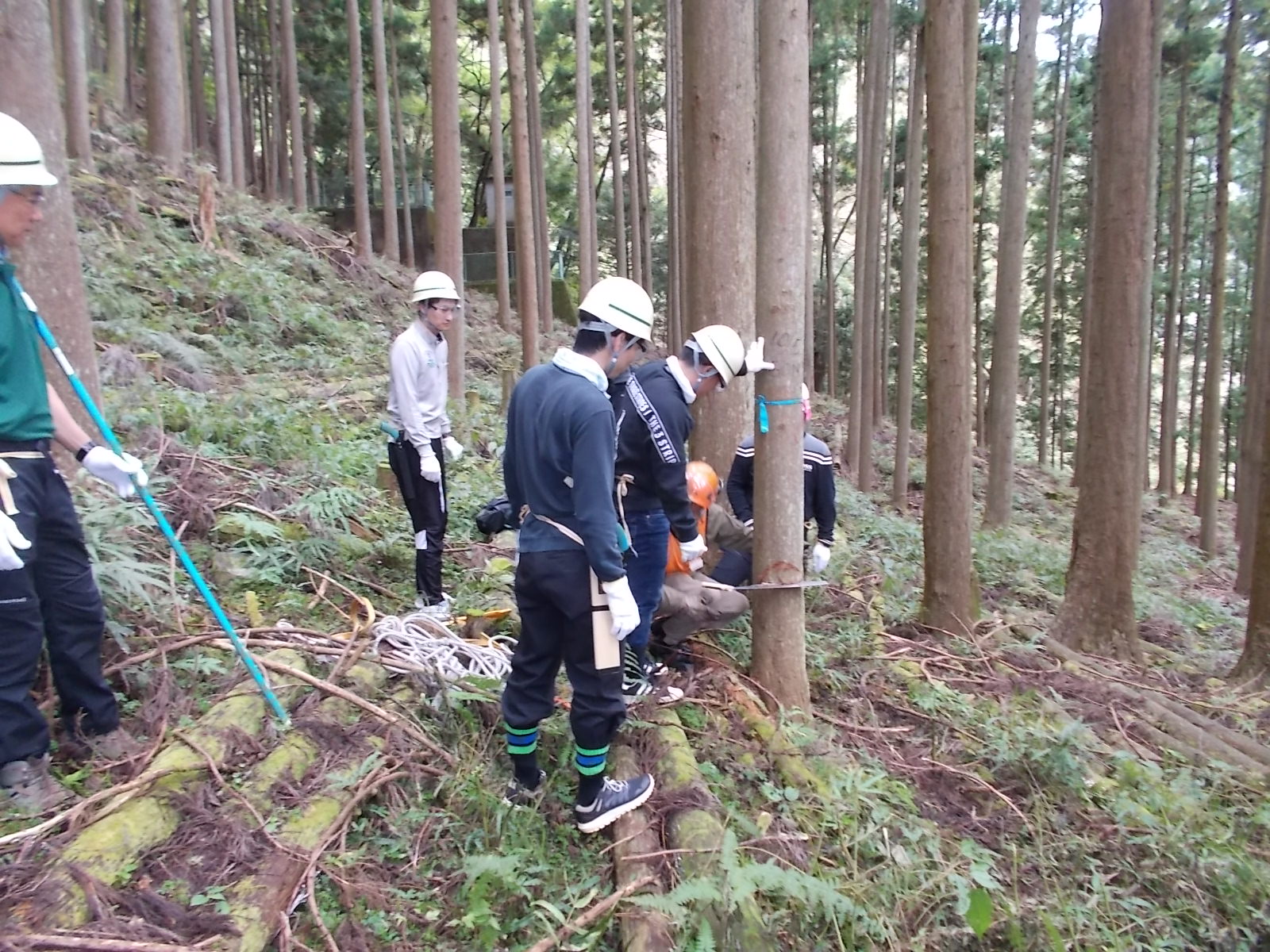 間伐作業.JPG